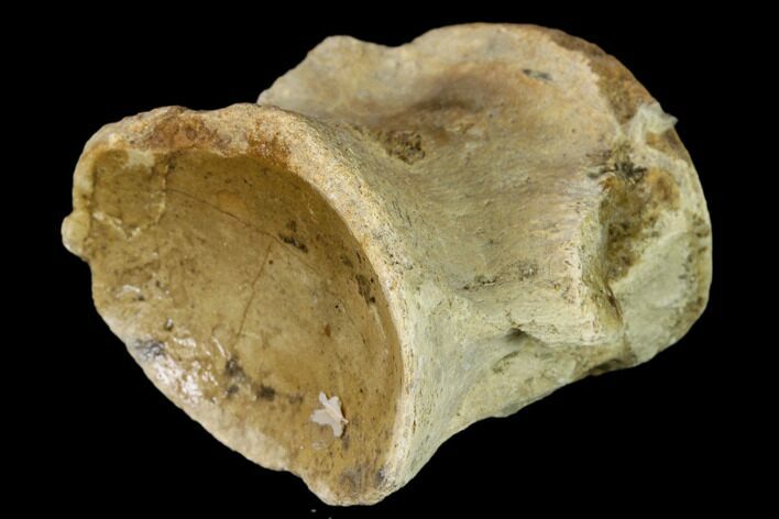 Fossil Mosasaur (Platecarpus) Caudal Vertebra - Kansas #136494